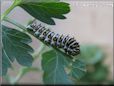 white black orange caterpillar