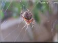 spider