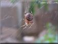 spider
