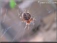 spider