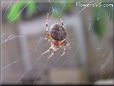 spider
