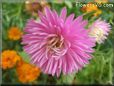 pink puffy aster pictures