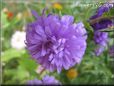 purple puffy aster pictures