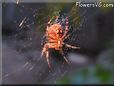 spider