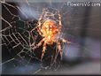 spider