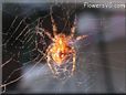 spider