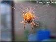 spider