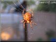spider