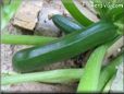 medium zucchini
