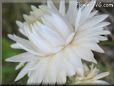 white strawflower flower picture