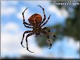 orb spider