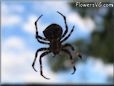 orb spider