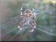 orb spider