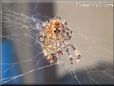 orb spider