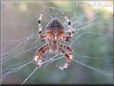 spider