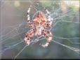 spider