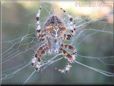 spider