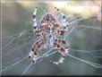 spider