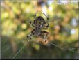 spider