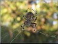spider