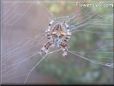 spider