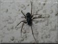 brown black spider