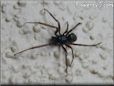 black and brown spider