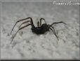 brown black spider
