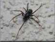 spider