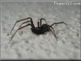 spider