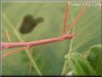 red walkingstick