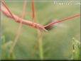 red walkingstick