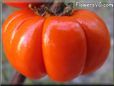  pumpkin pepper