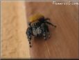 jumping spider