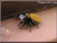 jumping spider