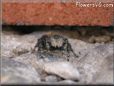 jumping spider