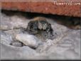 jumpingspider