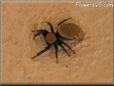 yellow jumpingspider
