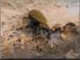jumpingspider