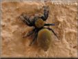 jumpingspider