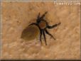 jumpingspider