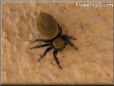 jumpingspider