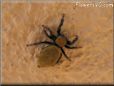 jumpingspider