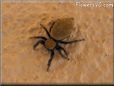 jumpingspider