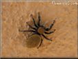 jumpingspider
