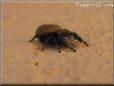 jumpingspider