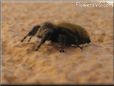 jumpingspider