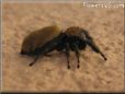 jumpingspider