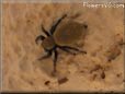 jumpingspider