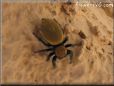 jumpingspider